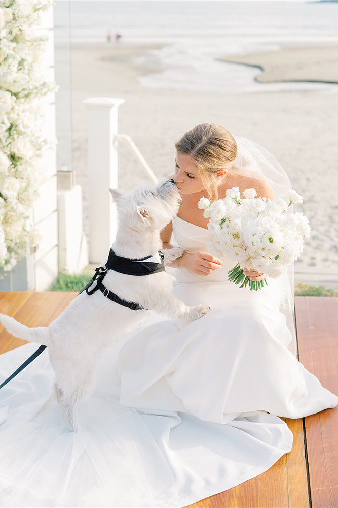 dog in wedding