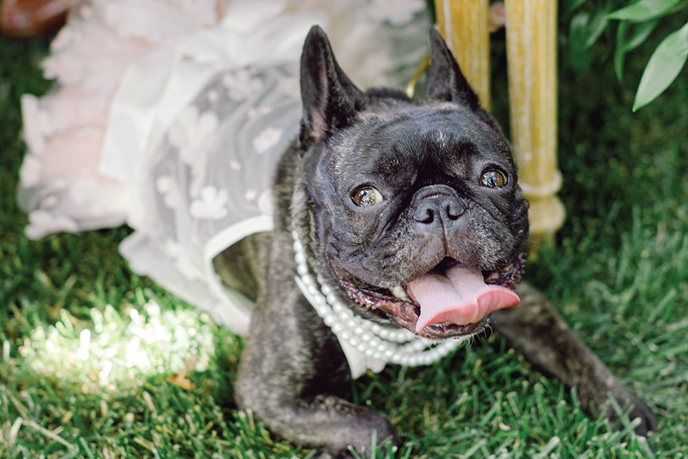 dog at wedding