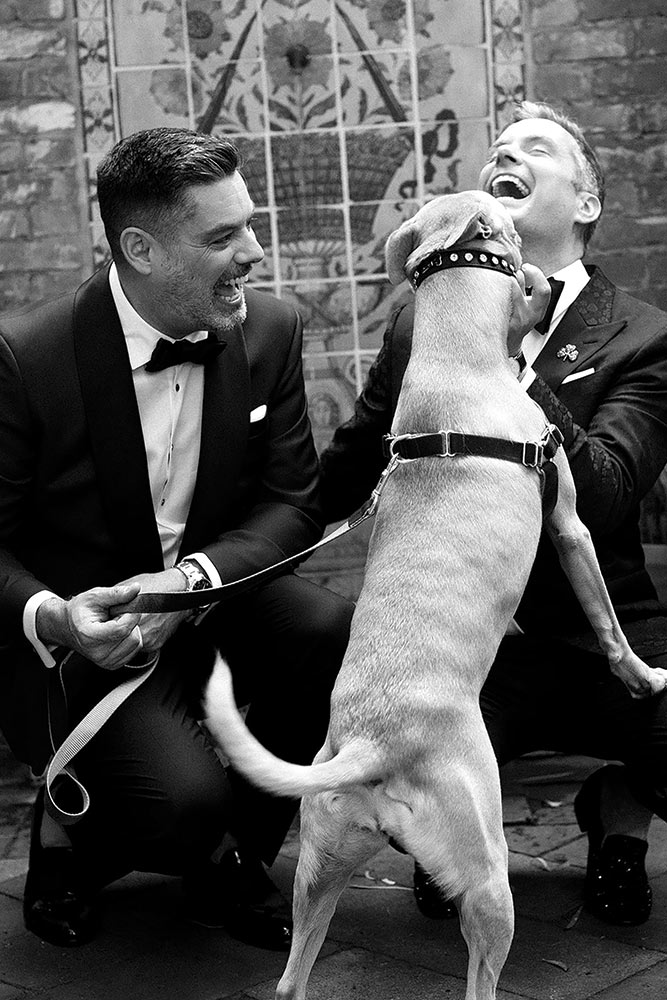 dog in wedding